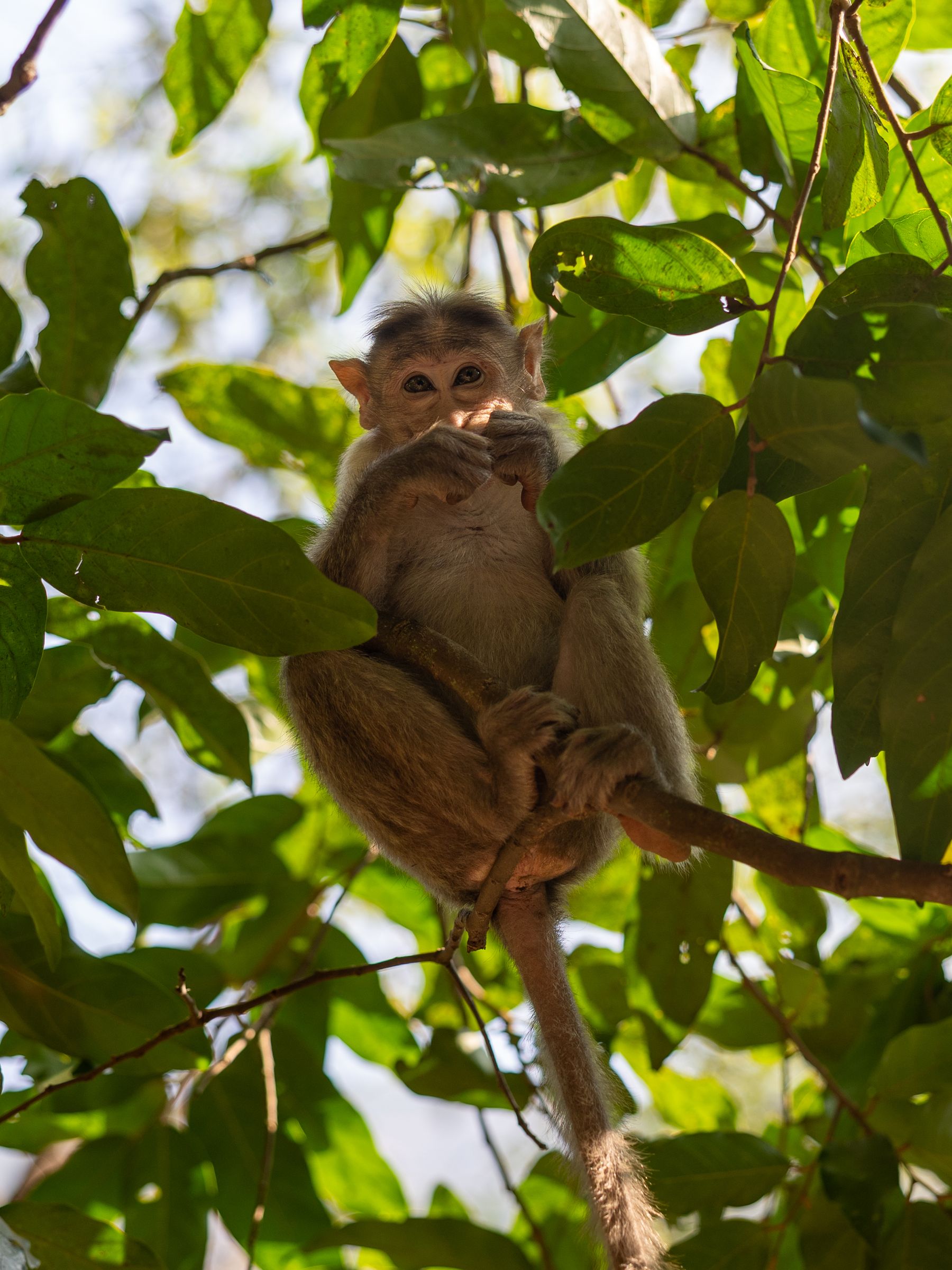 Juvenile Monkey In Foliage